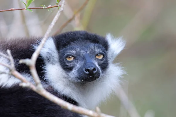 Endemic Black White Ruffed Lemur Varecia Variegata Subcincta — Stock Photo, Image