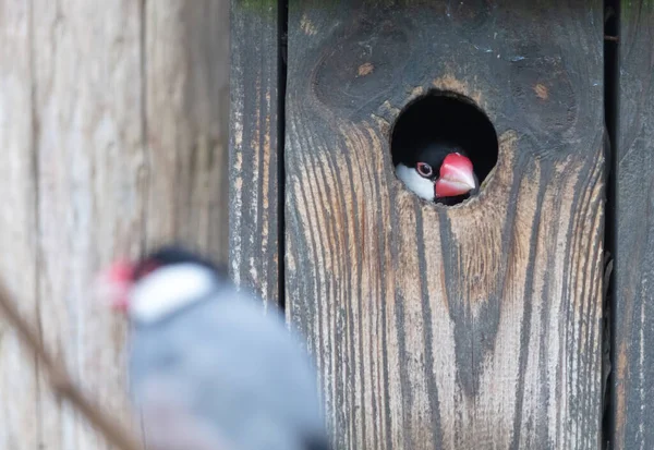 Java Finch Padda Oryzivora Emerging Hole Birdhouse — Stock Photo, Image