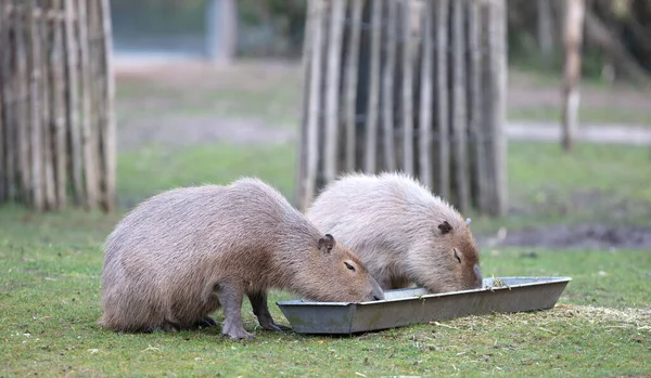 Capibaras Hydrochoerus Hydrochaeris Comendo Berço Metal — Fotografia de Stock