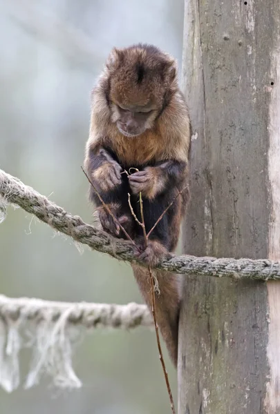Golden Bellid Capuchinho Sapajus Xanthosternos Comer Pequeno Pau Foco Seletivo — Fotografia de Stock