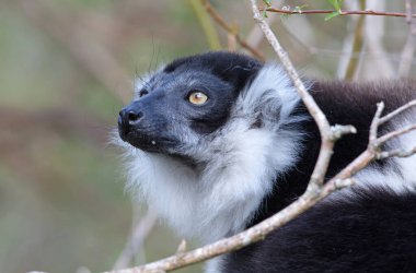 Endemik Siyah-beyaz yakut lemur (Varecia variegata subcincta)