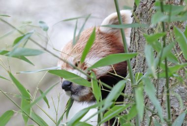 Firefox, Red Panda (Ailurus fulgens) bir ağacın arkasında yemek yer.