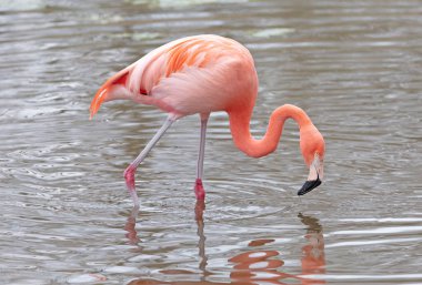 Suda pembe flamingo yansıtıyor