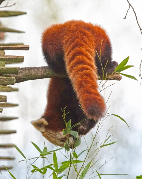 Firefox Vörös Panda Ailurus Fulgens Eszik — Stock Fotó