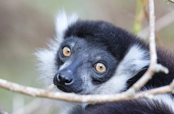 Endemik Siyah-beyaz yakut lemur (Varecia variegata subcincta)