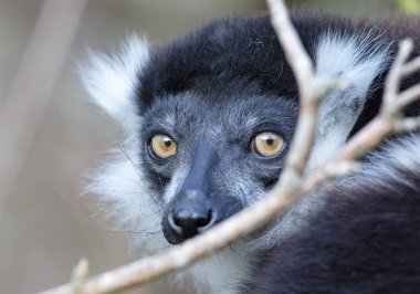 Endemik Siyah-beyaz yakut lemur (Varecia variegata subcincta)