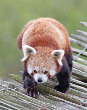 Firefox, Kızıl Panda (Ailurus fulgens) yürüyor