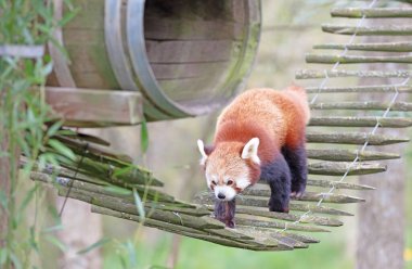 Firefox, Kızıl Panda (Ailurus fulgens) yürüyor