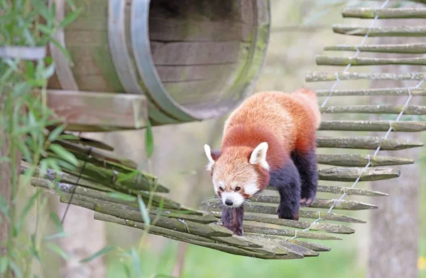 Firefox Panda Rosso Ailurus Fulgens Piedi — Foto Stock