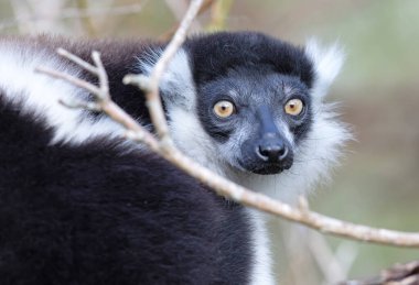 Endemik Siyah-beyaz yakut lemur (Varecia variegata subcincta)