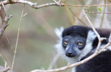Endemik Siyah-beyaz yakut lemur (Varecia variegata subcincta)