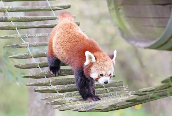 Firefox Den Röda Panda Ailurus Fulgens Promenader — Stockfoto