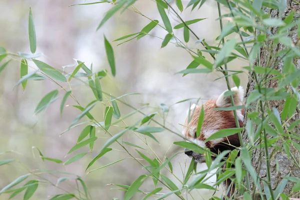 Firefox Red Panda Ailurus Fulgens Bir Ağacın Arkasında Yemek Yer — Stok fotoğraf