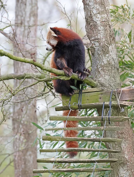 Firefox Panda Vermelho Ailurus Fulgens Sentado — Fotografia de Stock