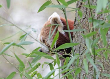 Firefox, Red Panda (Ailurus fulgens) bir ağacın arkasında yemek yer.