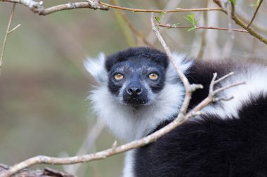 Endemik Siyah-beyaz yakut lemur (Varecia variegata subcincta)