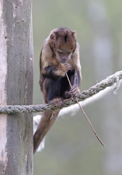 Golden Bellid Capuchin Sapajus Xanthosternos Jedzący Mały Patyk Selektywne Skupienie — Zdjęcie stockowe