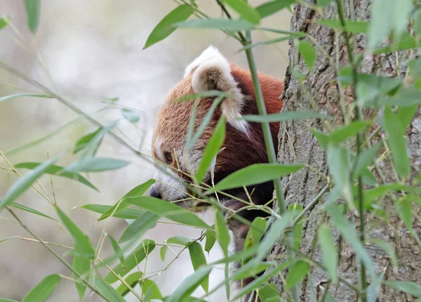 Firefox, Red Panda (Ailurus fulgens) bir ağacın arkasında yemek yer.