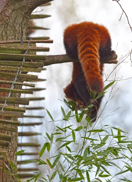Firefox Der Rote Panda Ailurus Fulgens Frisst — Stockfoto