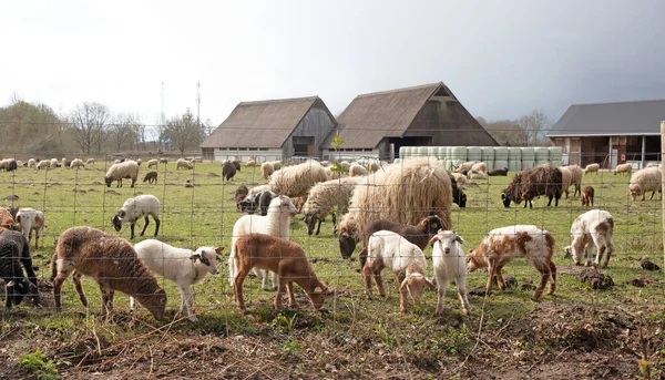 Madre Pecora Molti Agnelli Campo — Foto Stock