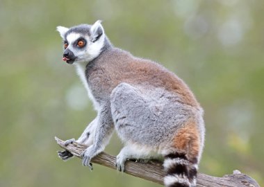 Lemur Catta (Maki) doğal ortamında