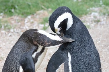 Afrika penguenleri birbirlerinin tüylerini temizler.