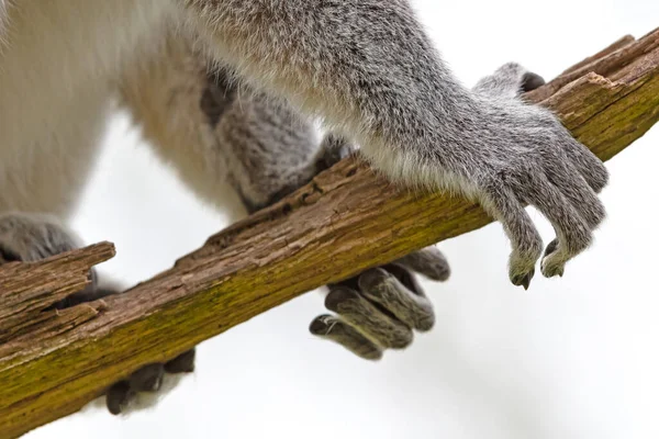 Lemur Catta Maki Στη Φύση Επιλεκτική Εστίαση Στο Πόδι Του — Φωτογραφία Αρχείου