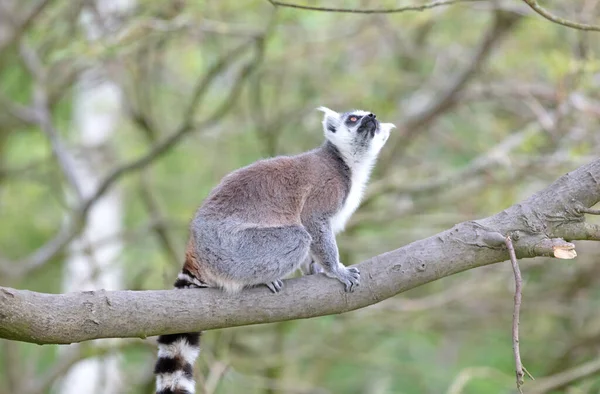 Lemur Catta Maki Seu Habitat Natural — Fotografia de Stock