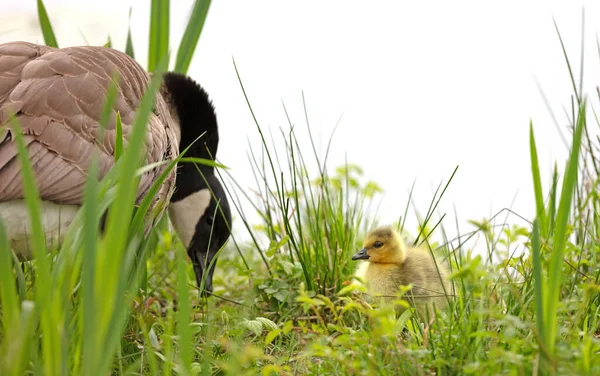 Canada Goose Branta Canadensis Young Grass — Stock Photo, Image