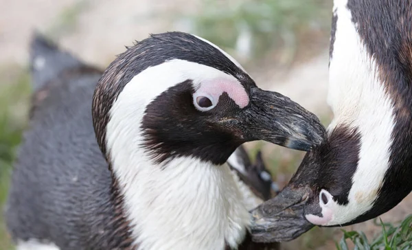 African Penguin Cleaning Each Others Feathers Selective Focus — стокове фото