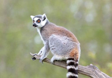 Lemur Catta (Maki) doğal ortamında