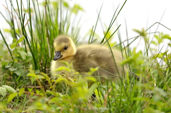 加拿大鹅 加拿大Branta 草丛中的幼鹅 — 图库照片