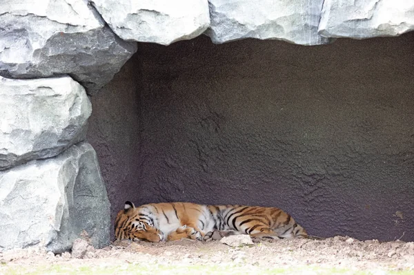 Amur Tiger Sleeping Enclosure Selective Focus — ストック写真