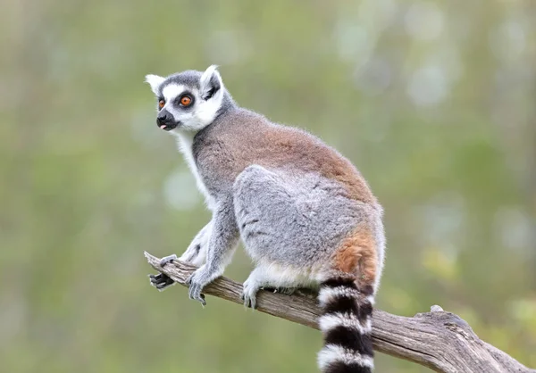 Lemur Catta Maki Seinem Natürlichen Lebensraum — Stockfoto