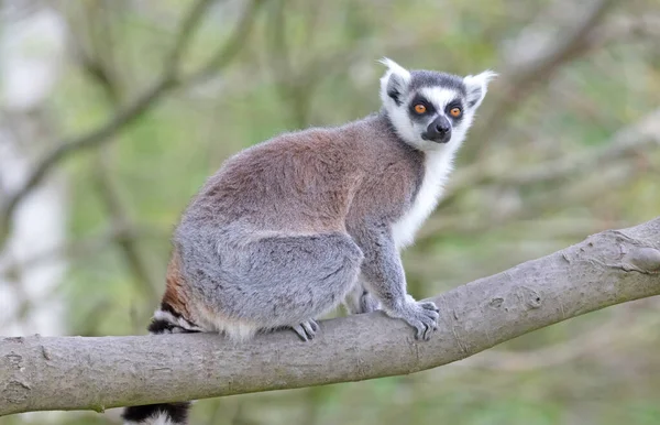 Lemur Catta (Maki) doğal ortamında