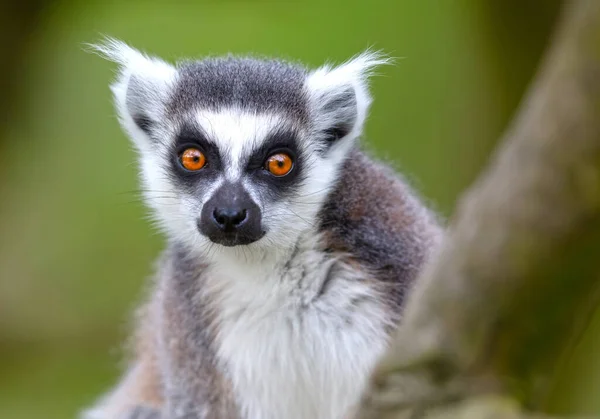 Lemur Catta Maki 在它的自然栖息地 — 图库照片