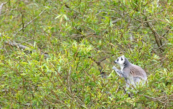 Lémurien Catta Maki Mangeant Dans Arbre Habitat Naturel — Photo