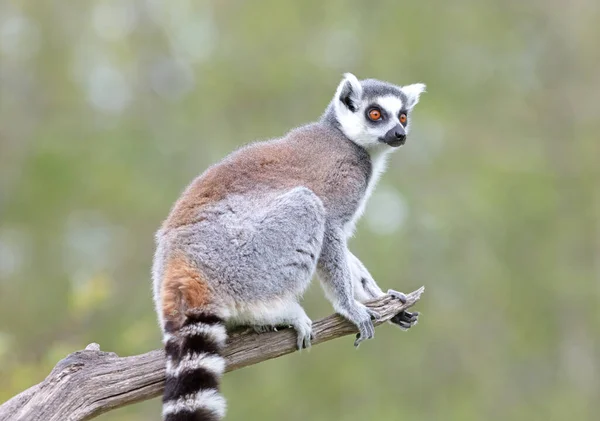 Lemur Catta Maki Στο Φυσικό Της Περιβάλλον — Φωτογραφία Αρχείου