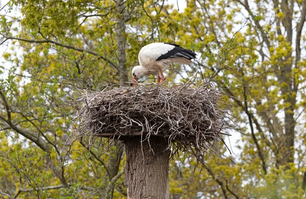 Adult Stork Nest Netherlands — Stockfoto