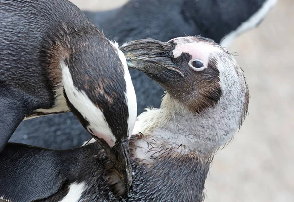 Afrikai Pingvin Tisztítja Egymást Tollak Szelektív Fókusz — Stock Fotó