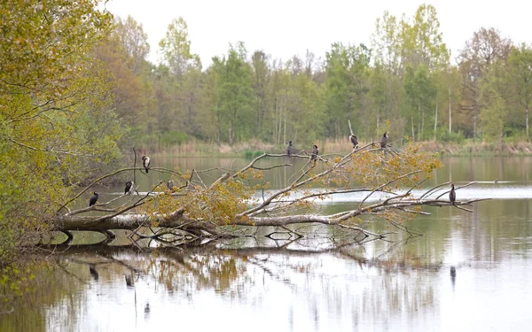 Upadłe Drzewo Pełne Kormoranów Odpoczywających Holandia — Zdjęcie stockowe
