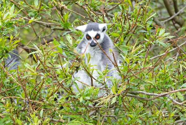 Lemur Catta Maki Eating Tree Natural Habitat — Foto Stock