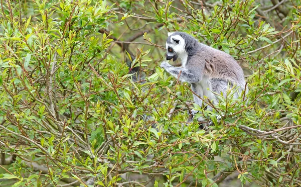 Lemur Catta Maki Eating Tree Natural Habitat — Stockfoto