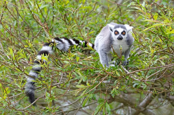 Lemur Catta Maki Natural Habitat — стоковое фото
