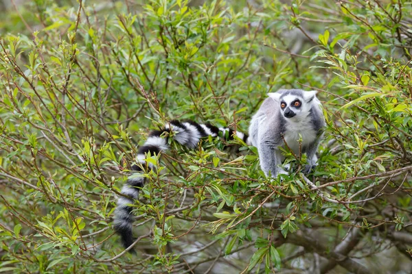 Lemur Catta Maki Natural Habitat — Foto de Stock