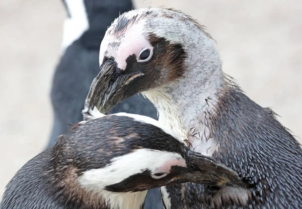 Afrikaanse Pinguïn Maakt Elkaars Veren Schoon Selectieve Focus — Stockfoto