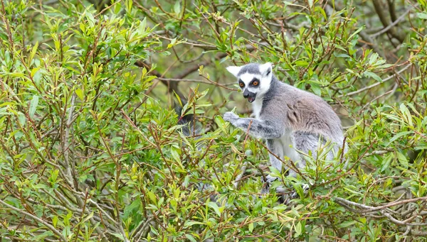 Lemur Catta Maki Äta Ett Träd Naturlig Livsmiljö — Stockfoto