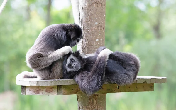 Two Adult Gibbons Dedicated Cleaning Fur — Stock Photo, Image