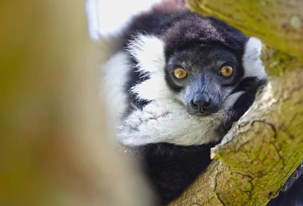 Lemure Arruffato Bianco Nero Varecia Variegata Subcincta Albero — Foto Stock