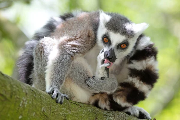 Maki Afrikából Madagaszkár Természetes Élőhelyen Fán Szelektív Fókusz — Stock Fotó